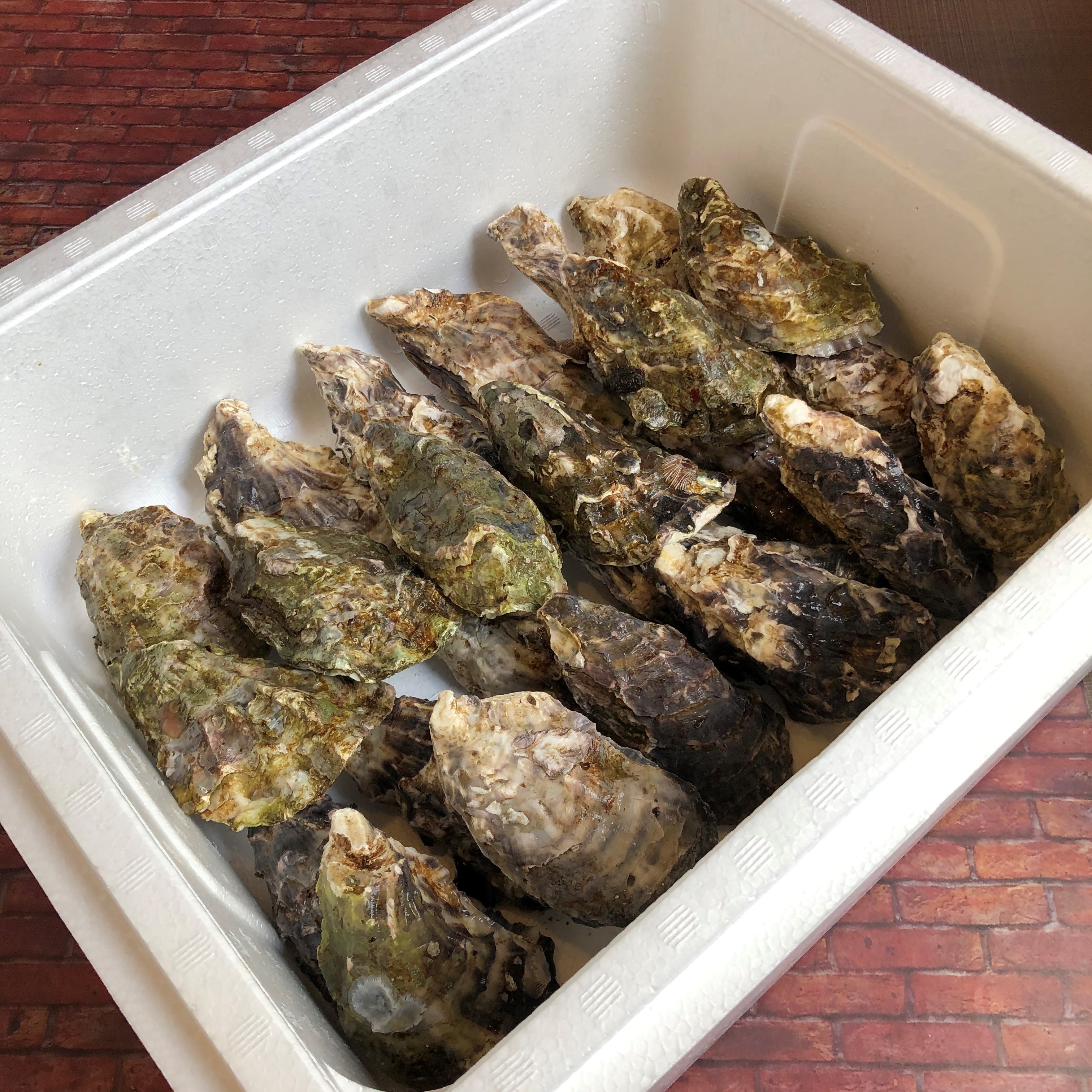加熱用殻付き活真牡蠣24個